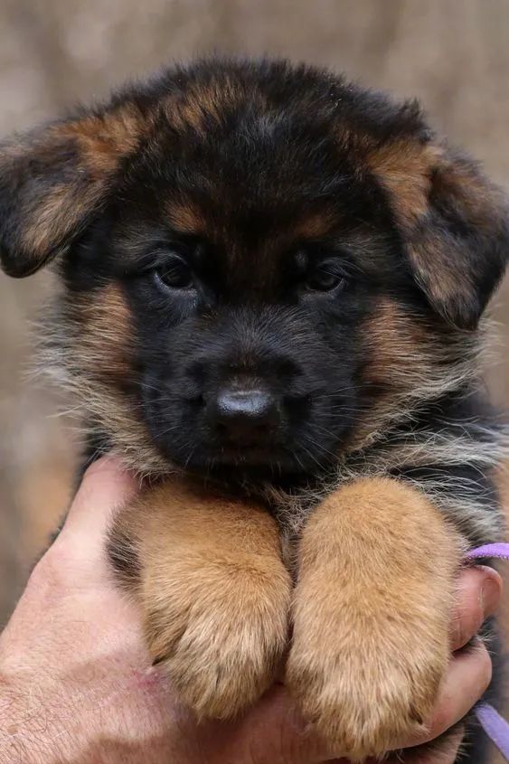 讲真小时候的德牧崽崽也超好吸