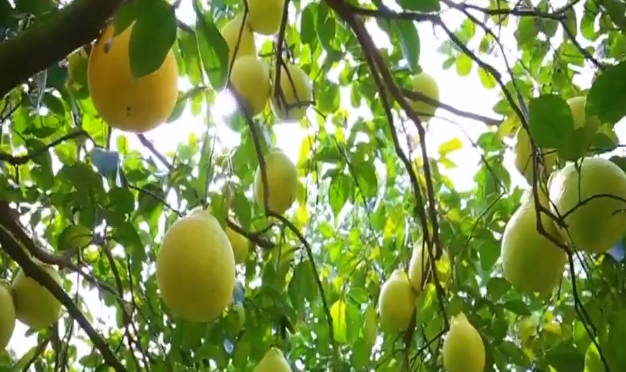 2020梅州各地一季度_清远、韶关、梅州、河源2020年第一季度