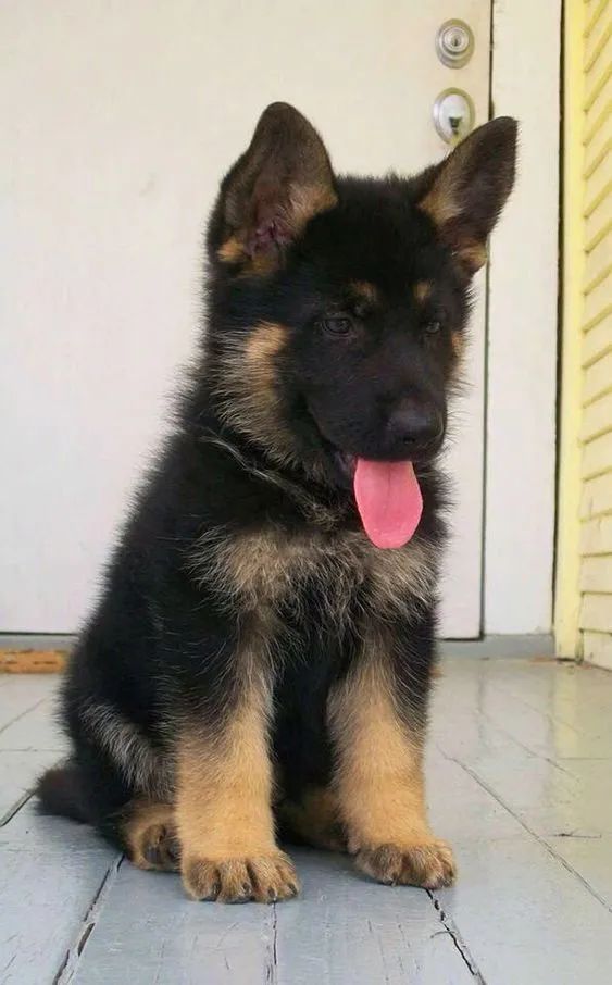 讲真小时候的德牧崽崽也超好吸