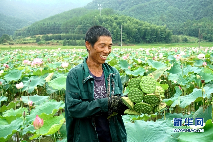 浦城石陂镇塅尾村采莲工人孙有华捧着刚摘下的莲蓬.