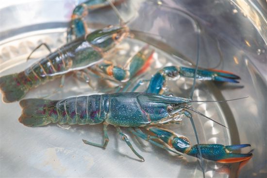 生态循环养殖初见成效 淡水龙虾游出增收路