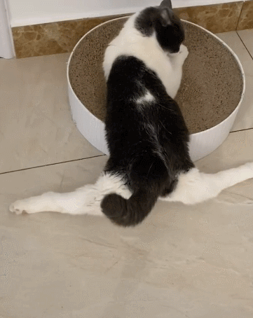 猫咪|一字马|英国短毛猫_新浪新闻