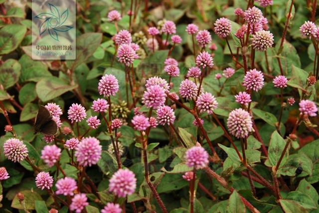 石莽草见过吗利尿通淋治肾盂炎膀胱炎尿路结石