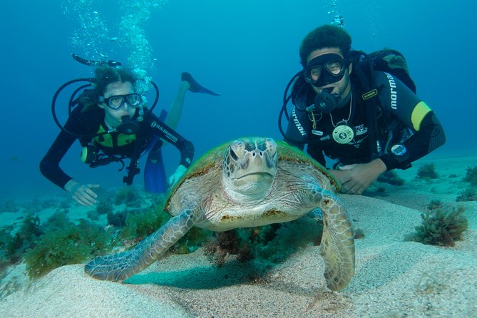  游客在费尔南多·德诺罗尼亚群岛潜水看海龟