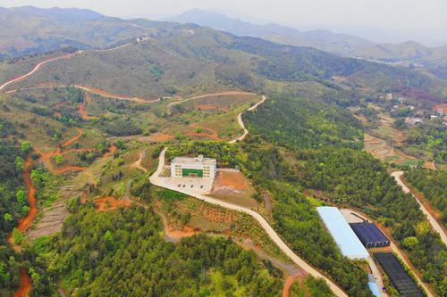 梅州平远这37个村 "抱团入股"种下"致富树"