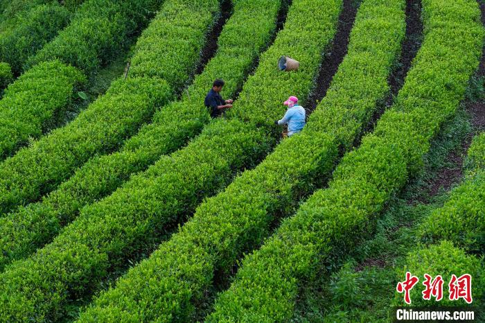 墨脱县墨脱村茶叶种植基地内，当地民众正在采茶。中新社记者 何蓬磊 摄