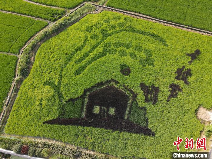 浙大造新型都市农业:五彩水稻"作画" 产特殊形状大米