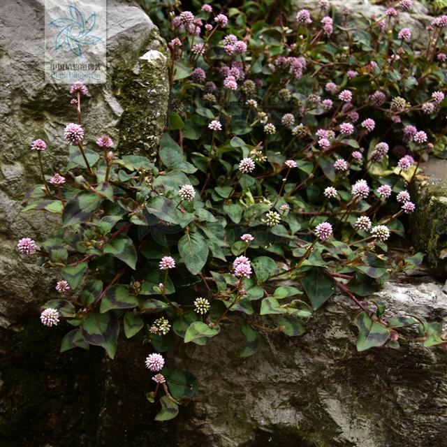 石莽草见过吗利尿通淋治肾盂炎膀胱炎尿路结石