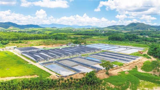 俯瞰荣光农场公司的澳洲龙虾养殖基地. 本报记者 袁琛 摄