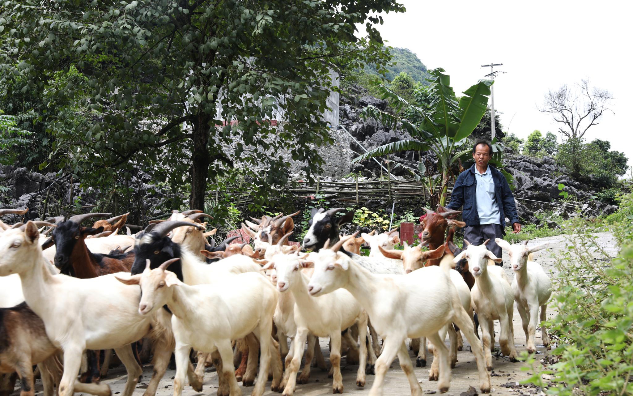 石山脱贫志:三只羊新传