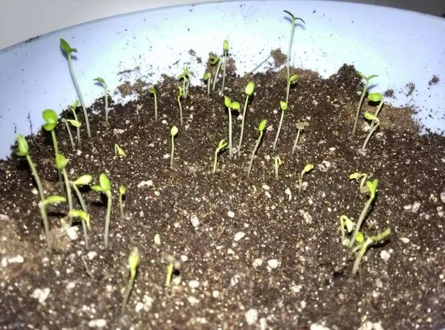 这几种不用特地买,一把种子长出一大片,各色都有养出花海|播种|花海