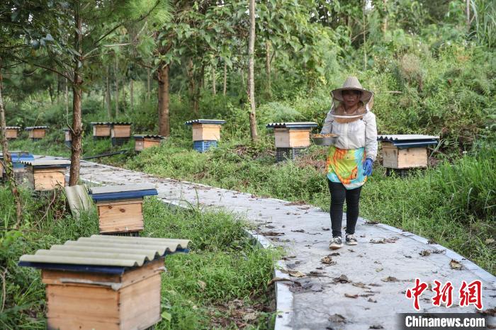 贵州紫云林下经济"三产业"助推农户增收致富|贵州|贫困户_新浪新闻