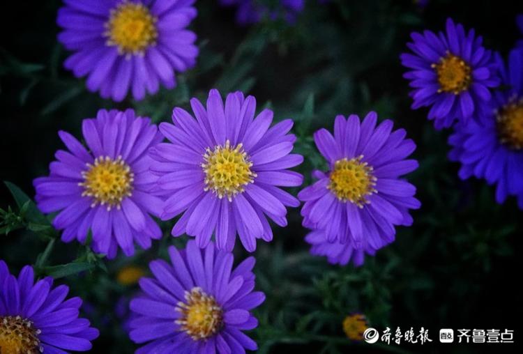 蓝色荷兰菊,这个颜色很特别