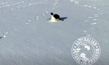 中新网|最萌“陪聊”！帝企鹅一路跟随南极探险队员