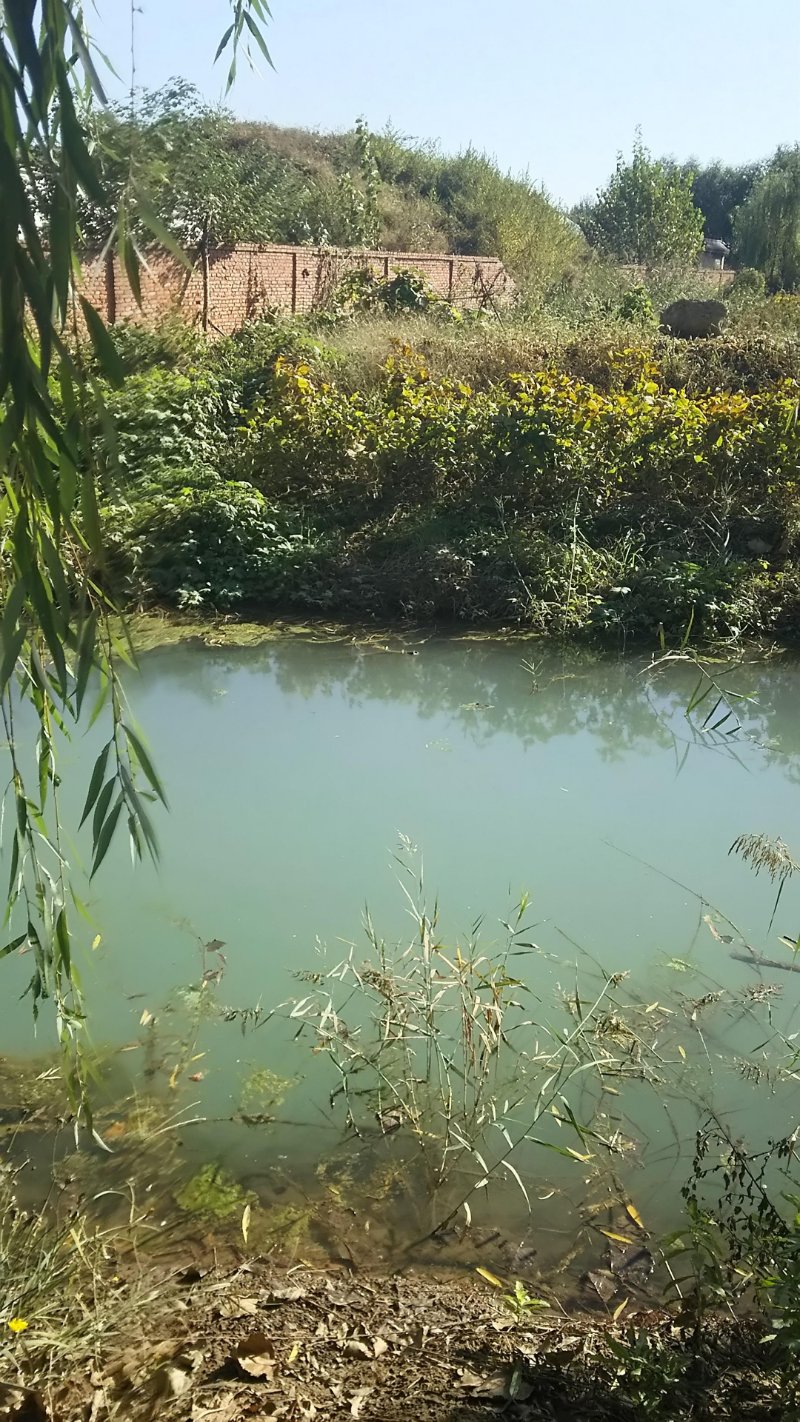 白泉王云虎流沙幻丽如影清流顺溪觅着故人昨日的浅游今日的湿地公园一