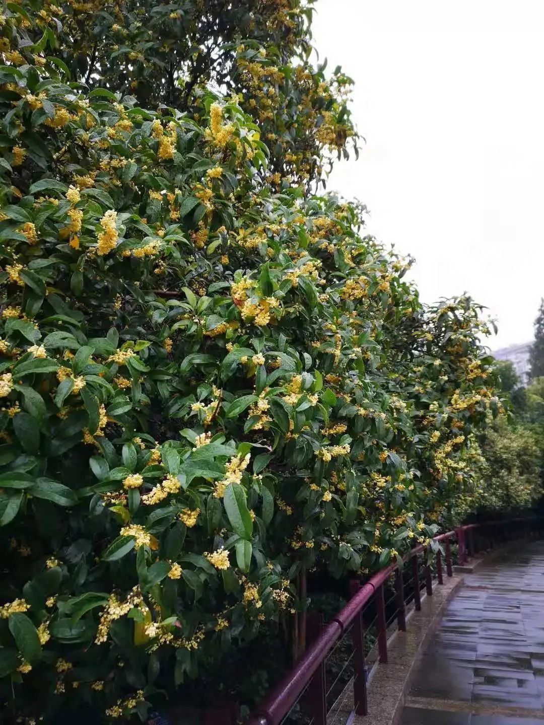 桂花飘香沪上这些公园可赏早桂