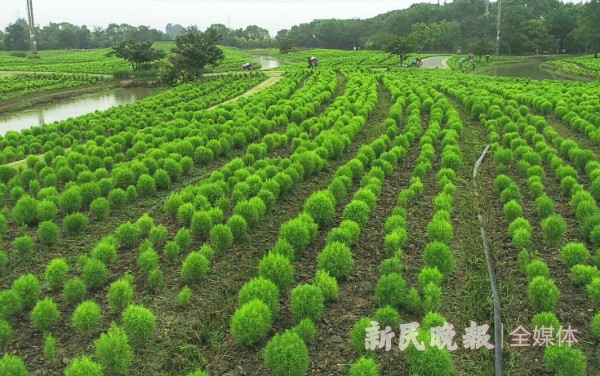 图说:花开海上生态园种植的大面积地肤.新民晚报记者 陶磊 摄