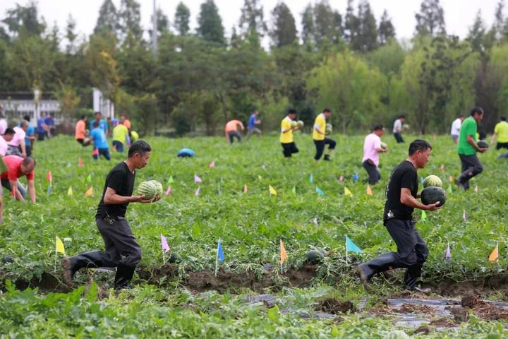 在百亩瓜地里,12支由平湖和上海金山农民组成的队伍,以一场"西瓜运动