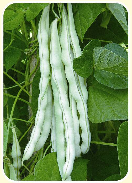 丰收节 | 开在童年的扁豆花