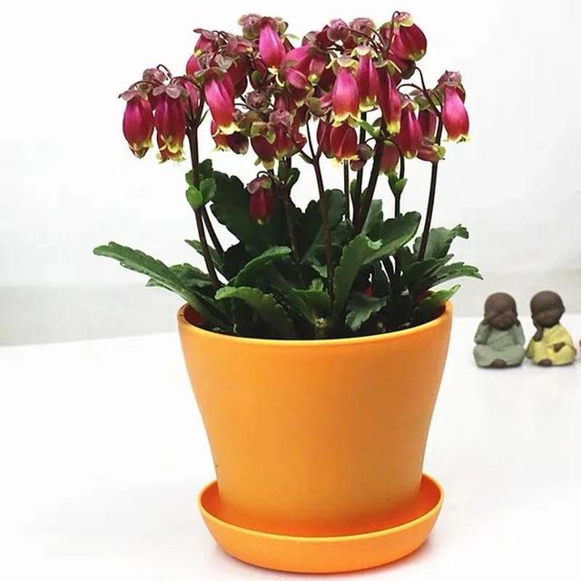 家里养盆宫灯长寿花 枝头挂满红灯笼 好看又喜庆 长寿花 新浪新闻