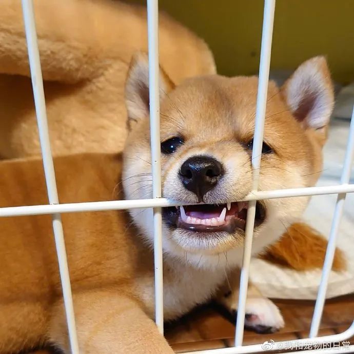 看上去憨憨傻傻又很无辜,奶柴太治愈了!