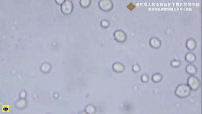 科学实验能做馒头的酵母菌长啥样放大1600倍给大家看看