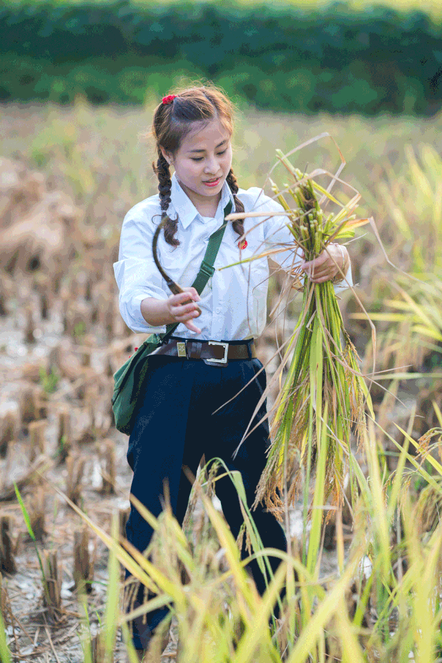 在外的后生请速速回老家马上要开始割稻子了