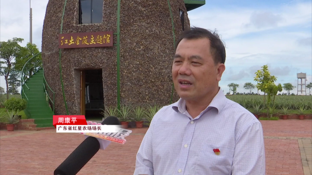广东省红星农场场长 周康平尤其是我们这几年引进了这个优质品种,这几