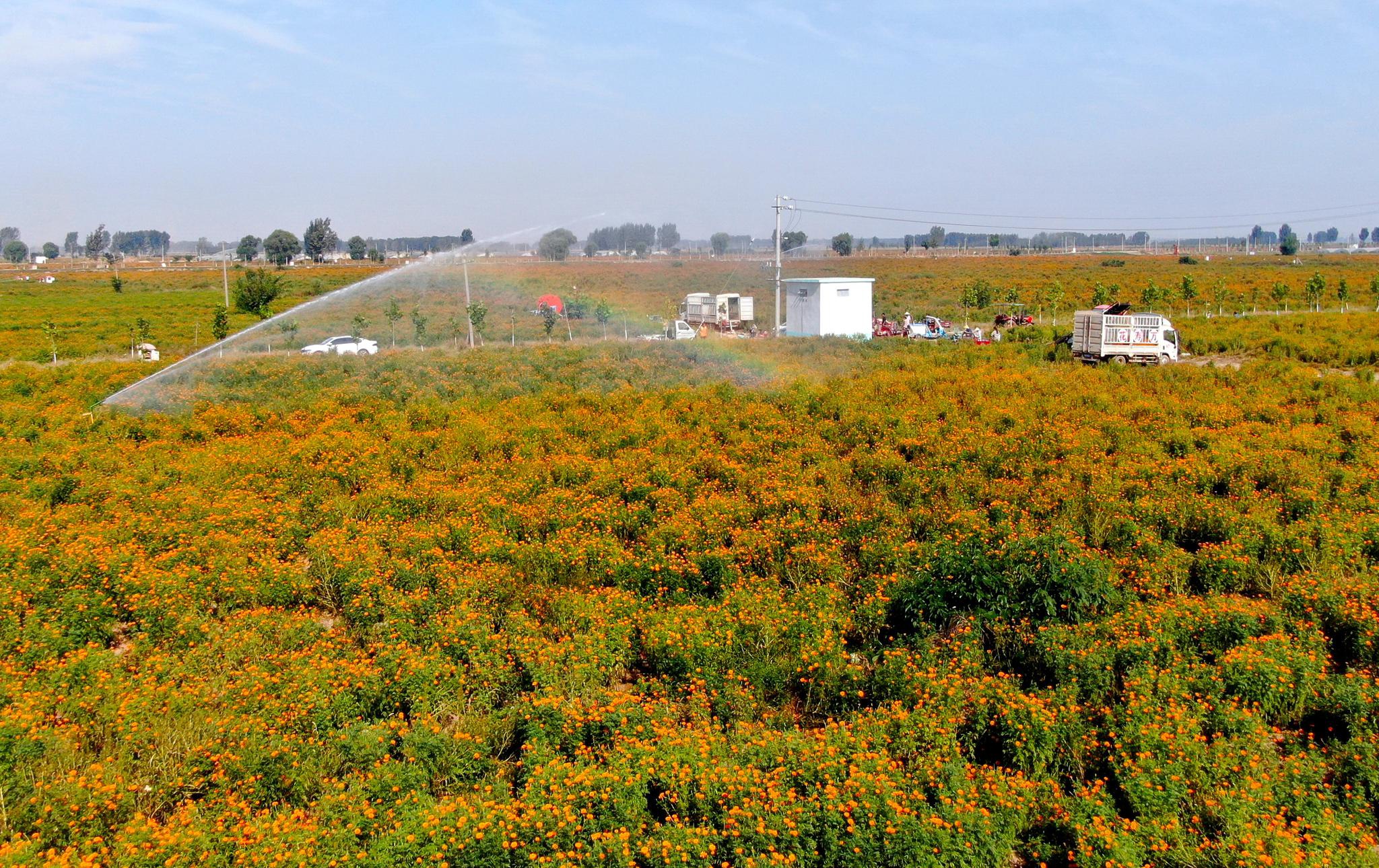 河南省开封市祥符区刘店乡的万寿菊种植基地(无人机照片).