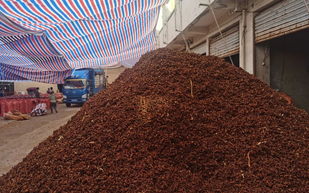 ▲广西南宁市高峰天然香料物流中心内店铺前堆放的八角，这批八角均被硫磺熏过，有强烈的刺激性味道。新京报记者王瑞文摄