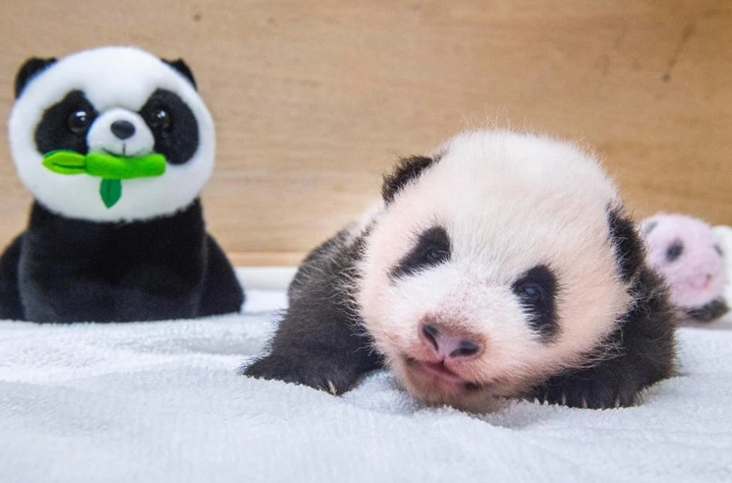 韩国为大熊猫"小公主"公开征名