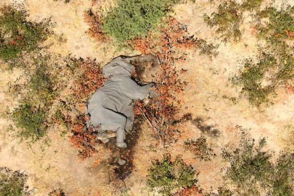 几百头非洲大象神秘死亡竟是这个原因