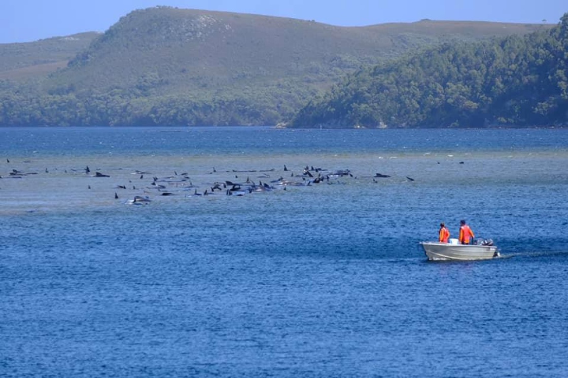 澳大利亚海滩现十年来最大规模鲸鱼搁浅 已有25头获救 手机新浪网