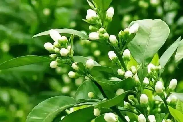 药食同源 | 这种花虽"低调",但可疏肝解郁,和胃止呕,尤其适合减肥者