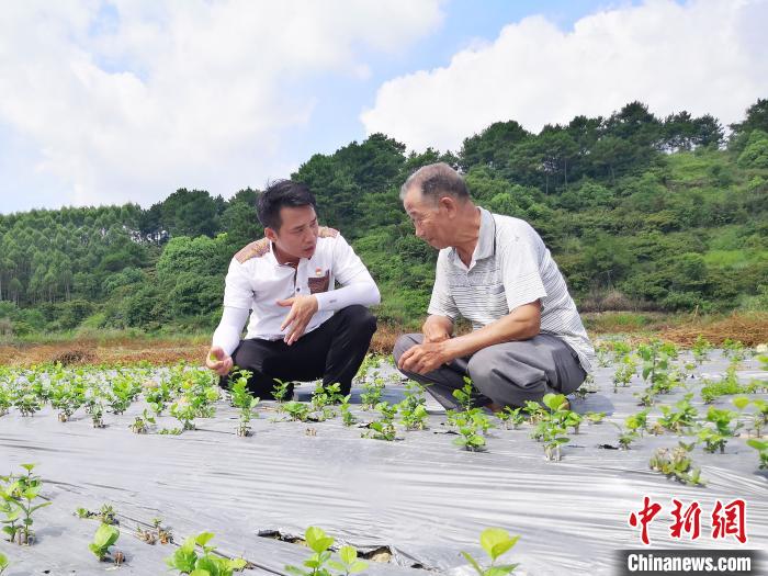 广西“新型农民”创业记：变弃桩为盆栽 助茉莉飘香四海