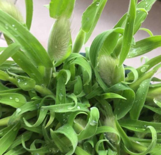 "兔尾草"怎么养?秋天可播种,发芽快长到爆盆,很萌很可爱