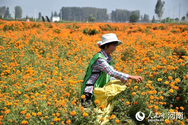 祥符区刘店乡万寿菊基地内工人们正在采摘盛开的菊花 祥符区扶贫办供