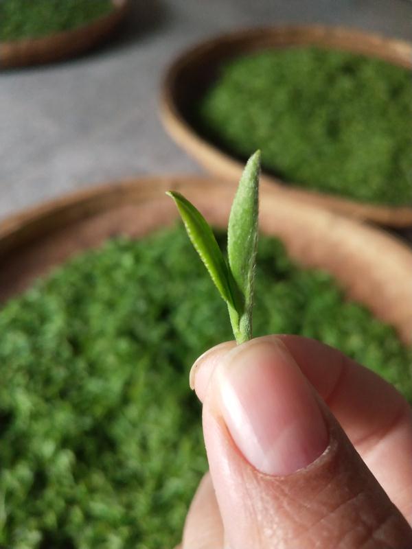 比起南方茶,叶片更厚,采茶季期间,叶芽的生长周期也更长