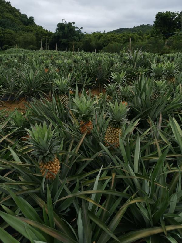 古驿道传扬扶贫佳话:神湾菠萝"移民"封开