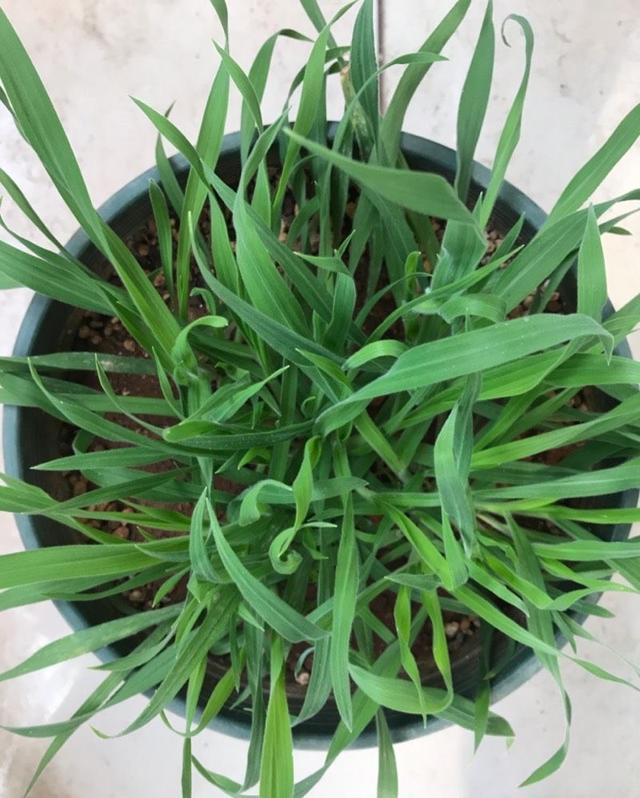 "兔尾草"怎么养?秋天可播种,发芽快长到爆盆,很萌很可爱