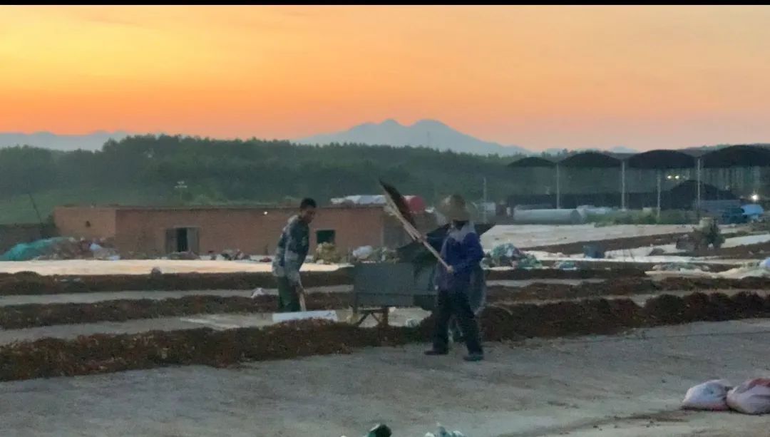 ▲三塘镇的一家晒场，一名来自河南的采购商告诉记者，他已经购买了十几车八角，地上晾晒的八角正是自己的定制货，晚上就准备熏硫磺。新京报记者 王瑞文摄