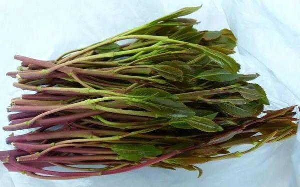 警惕!新型毒品伪装成茶叶,深圳警方:警惕恰特草含兴奋物质卡西酮|深圳