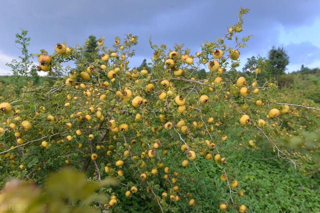 贵州省刺梨基地建设培训班成功举办