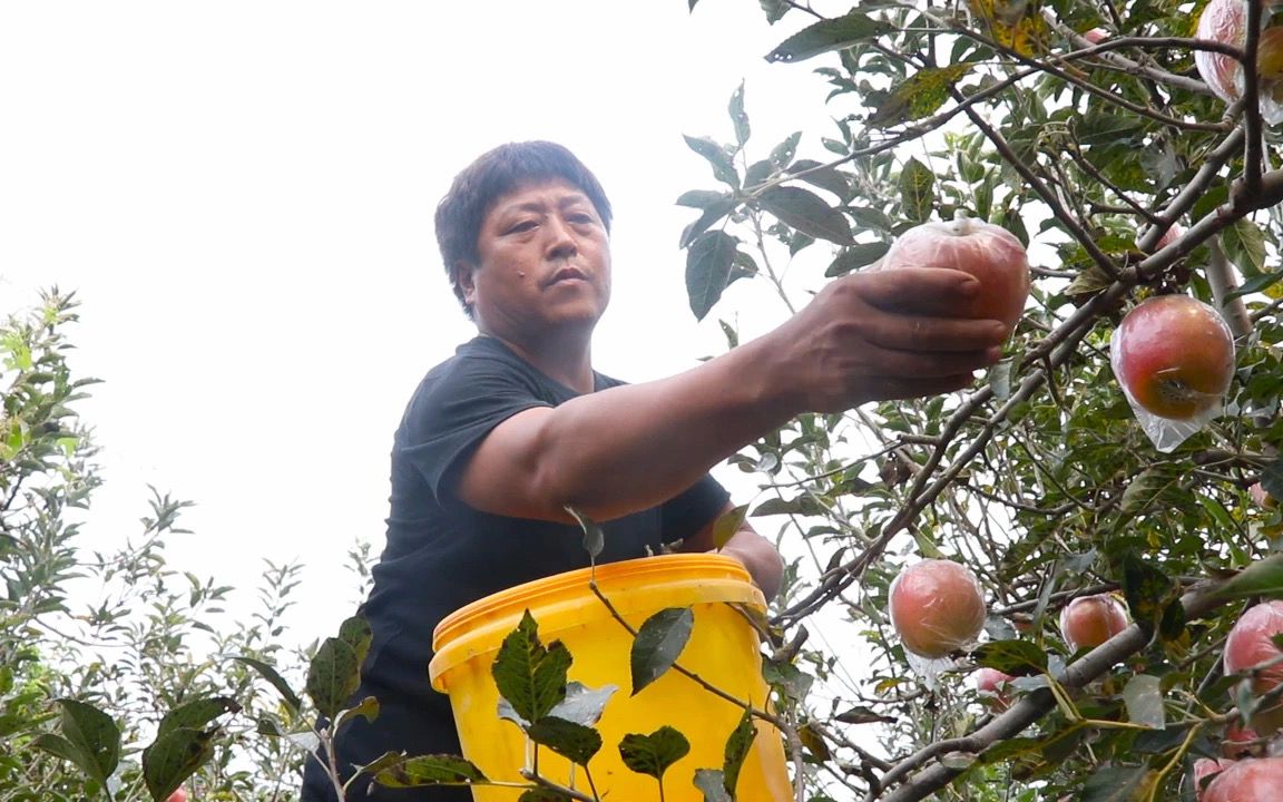 种植户正在采摘苹果。受访者供图
