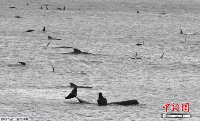 约380头领航鲸在澳大利亚塔州西海岸搁浅后死亡 新浪军事 新浪网