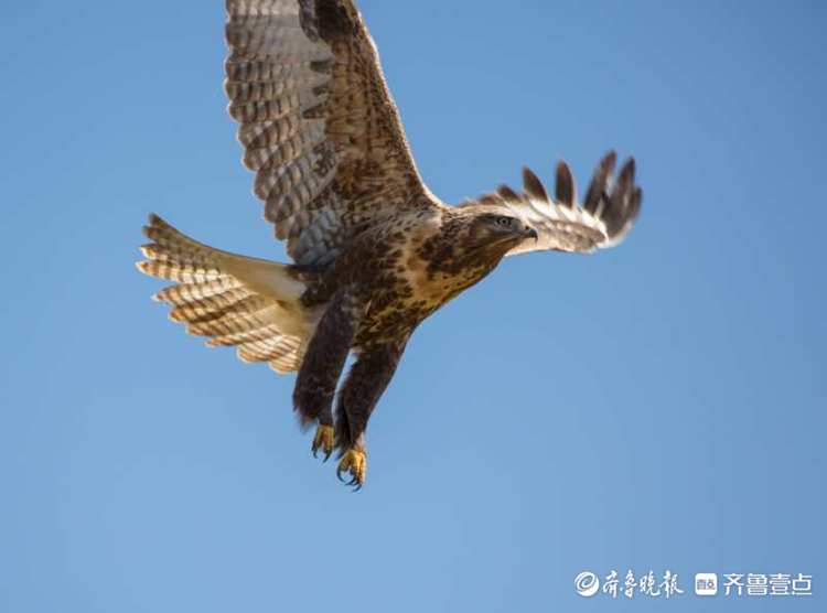 青藏高原上的野生飞禽——鹰|青藏高原|飞禽|鸟类_新浪新闻