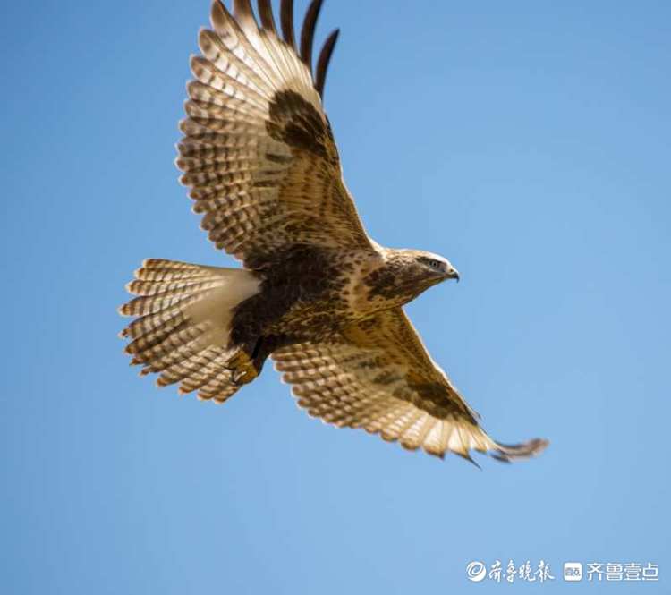 青藏高原上的野生飞禽——鹰|青藏高原|飞禽|鸟类_新浪新闻