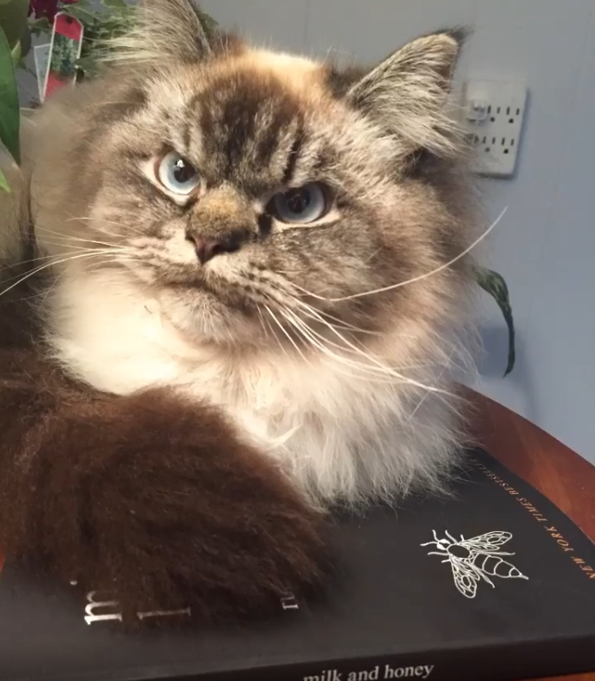 呆萌小猫咪,长大后却变愤怒鳌拜,这中间到底发生了什么?