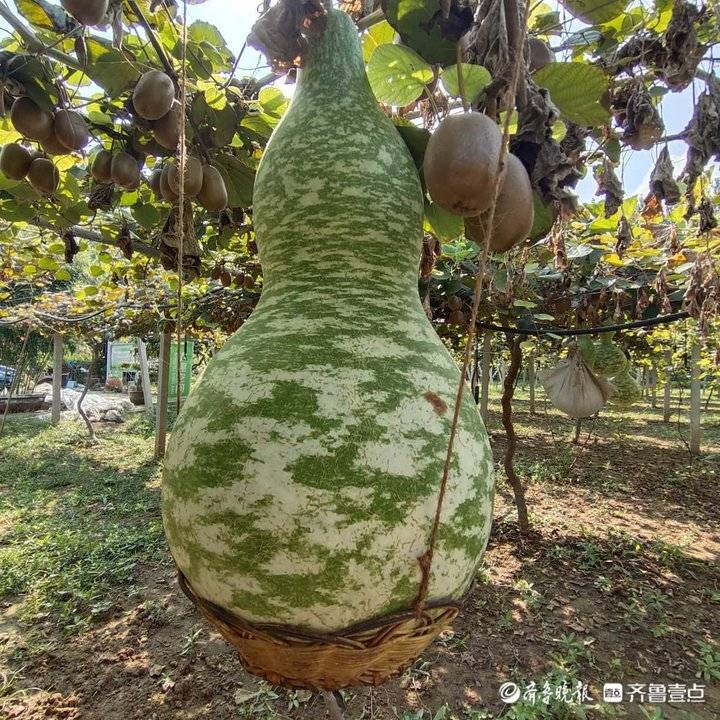 葫芦种类繁多,但这样身穿迷彩的太空葫芦您肯定没见过!