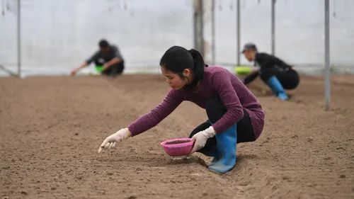 ▲广西钦州市钦南区久隆镇农民在大棚内播种蔬菜种子（2月10日摄）。新华社记者 张爱林 摄